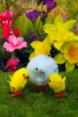 hen and chicks